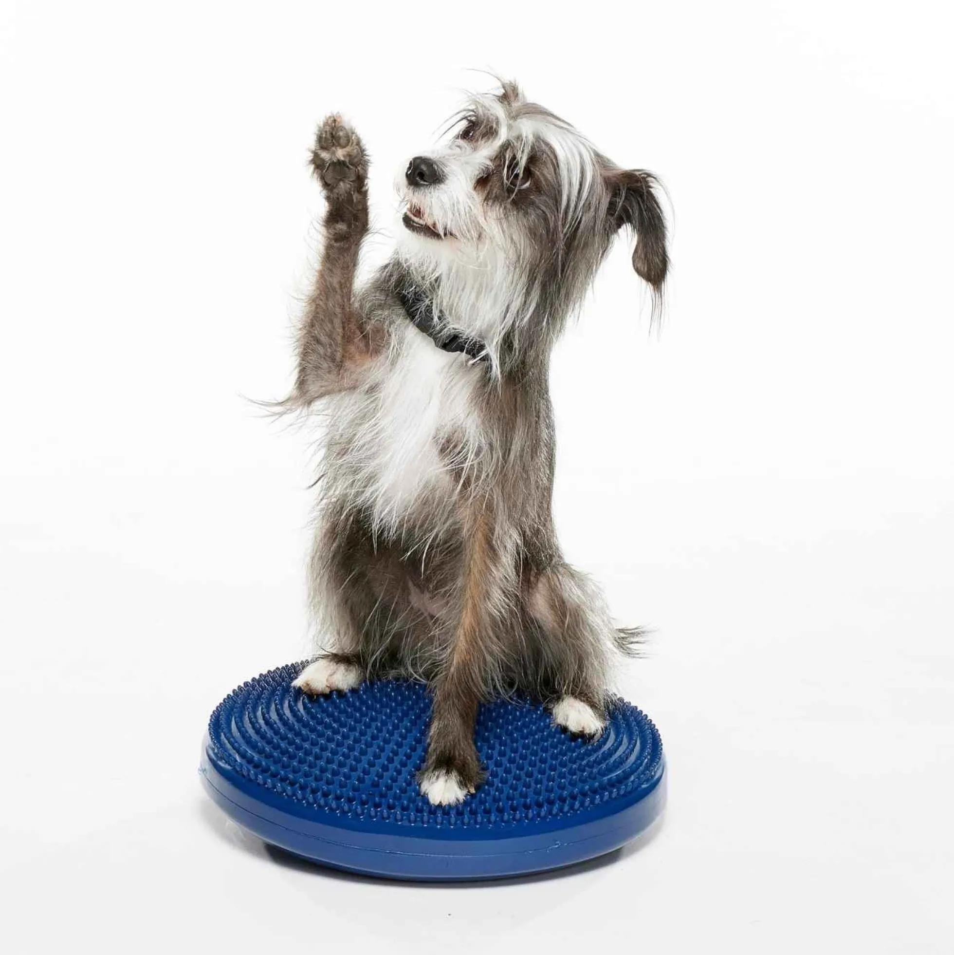 FitPAWS Balance Disc Blue (VP), 56 cm