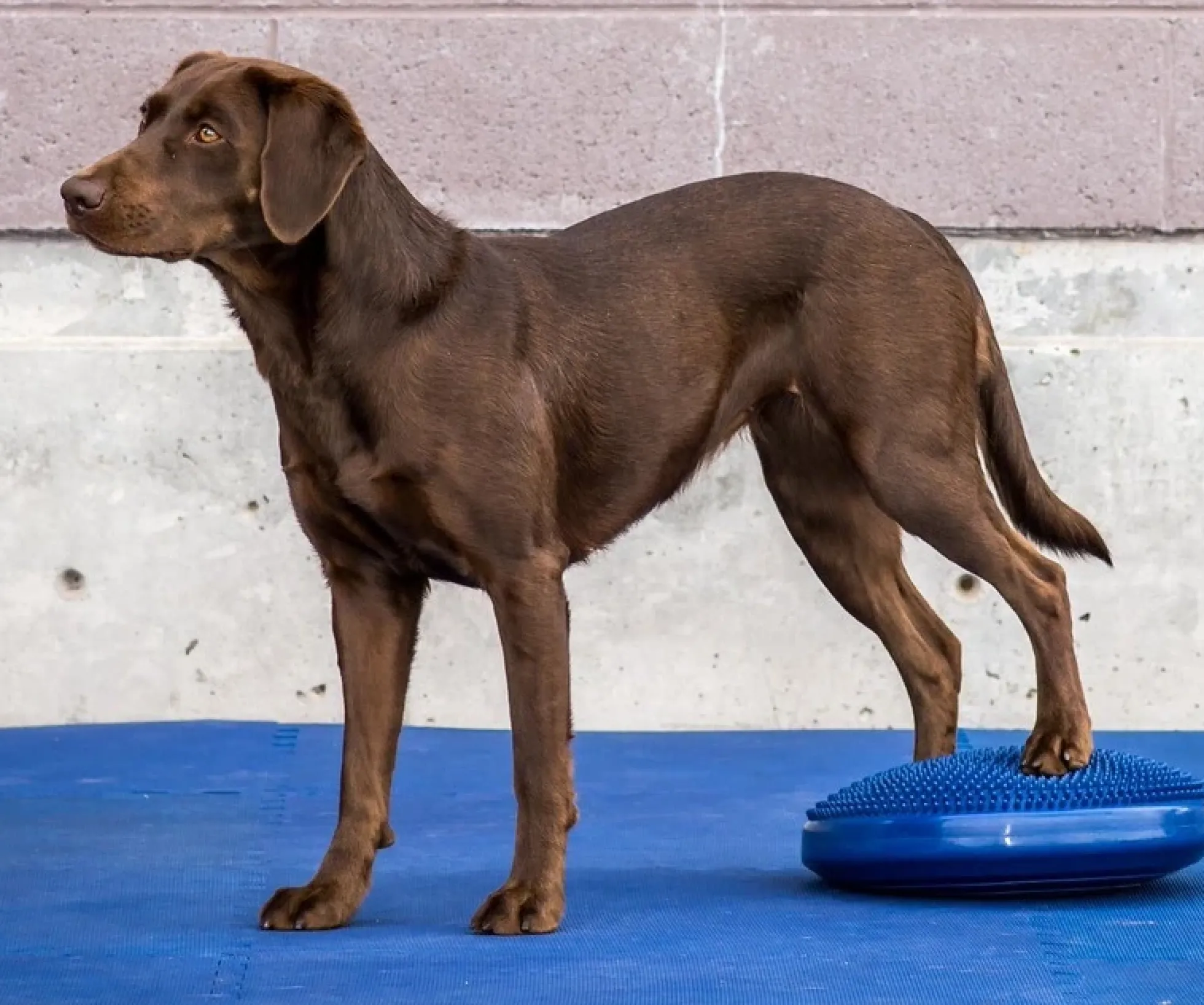 FitPAWS Balance Disc Blue (VP), 56 cm