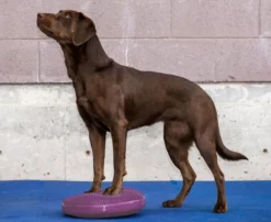 Fitpaws Balance Disk Roze