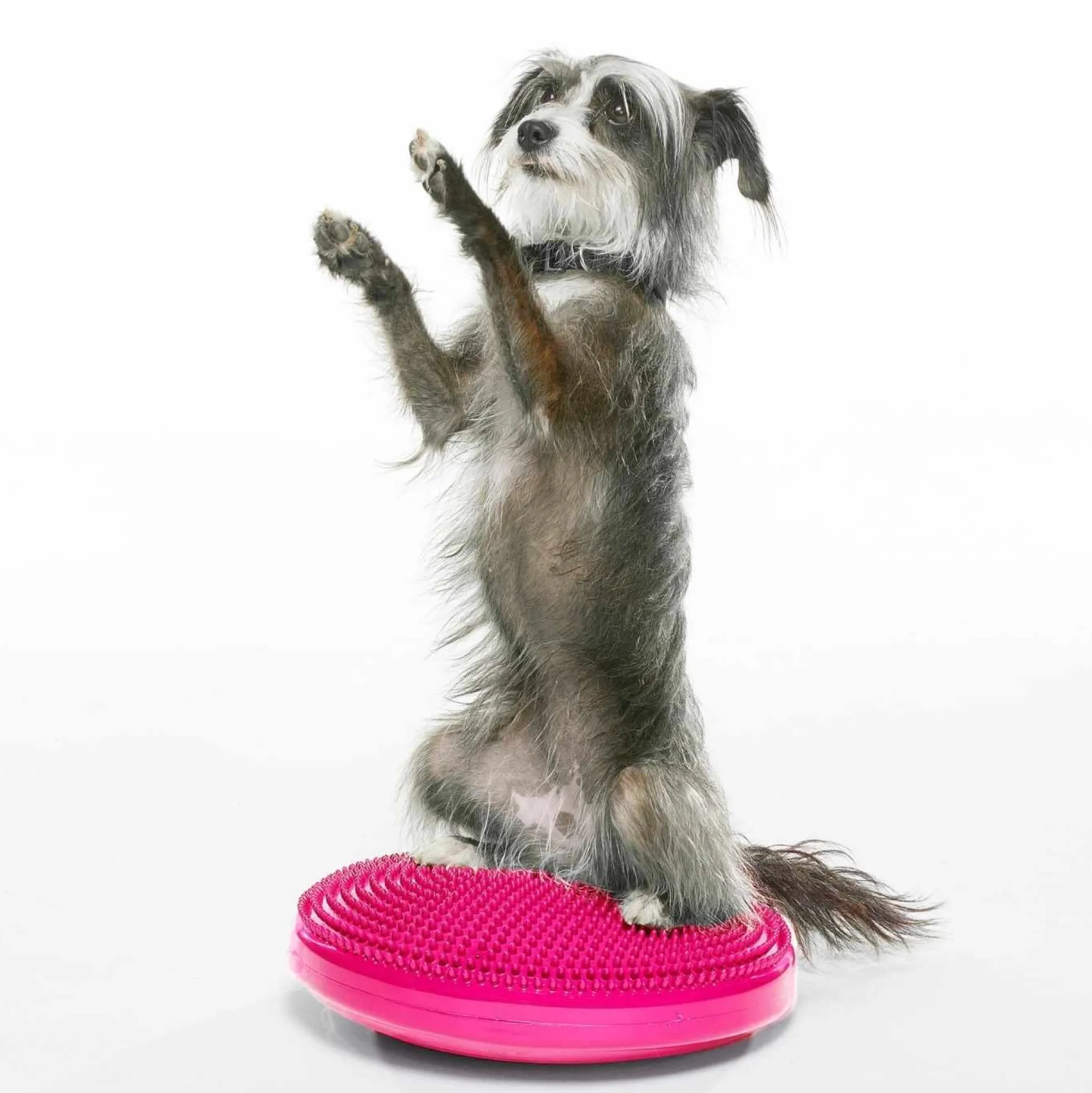 Fitpaws Balance Disk Roze