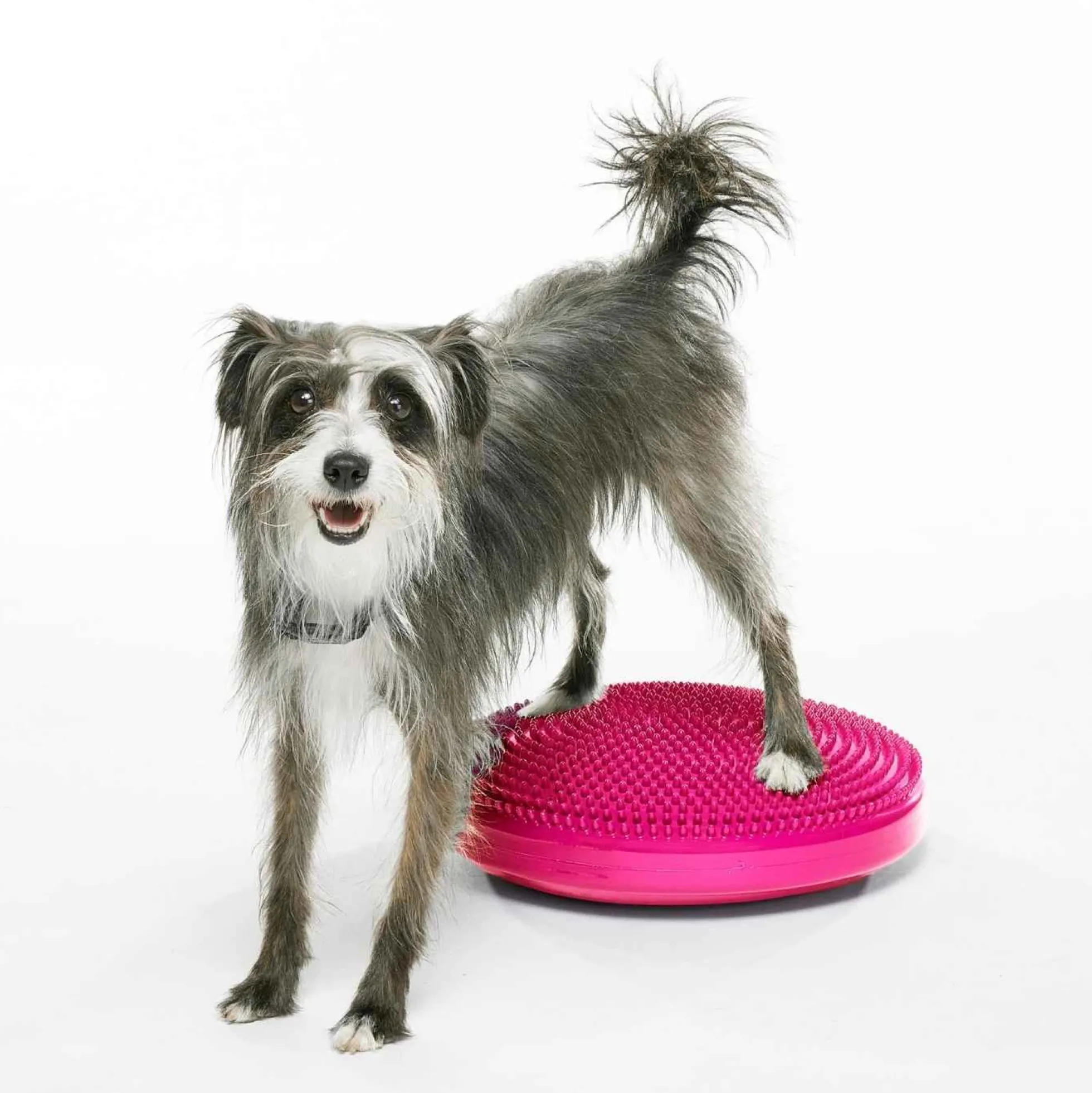 Fitpaws Balance Disk Roze