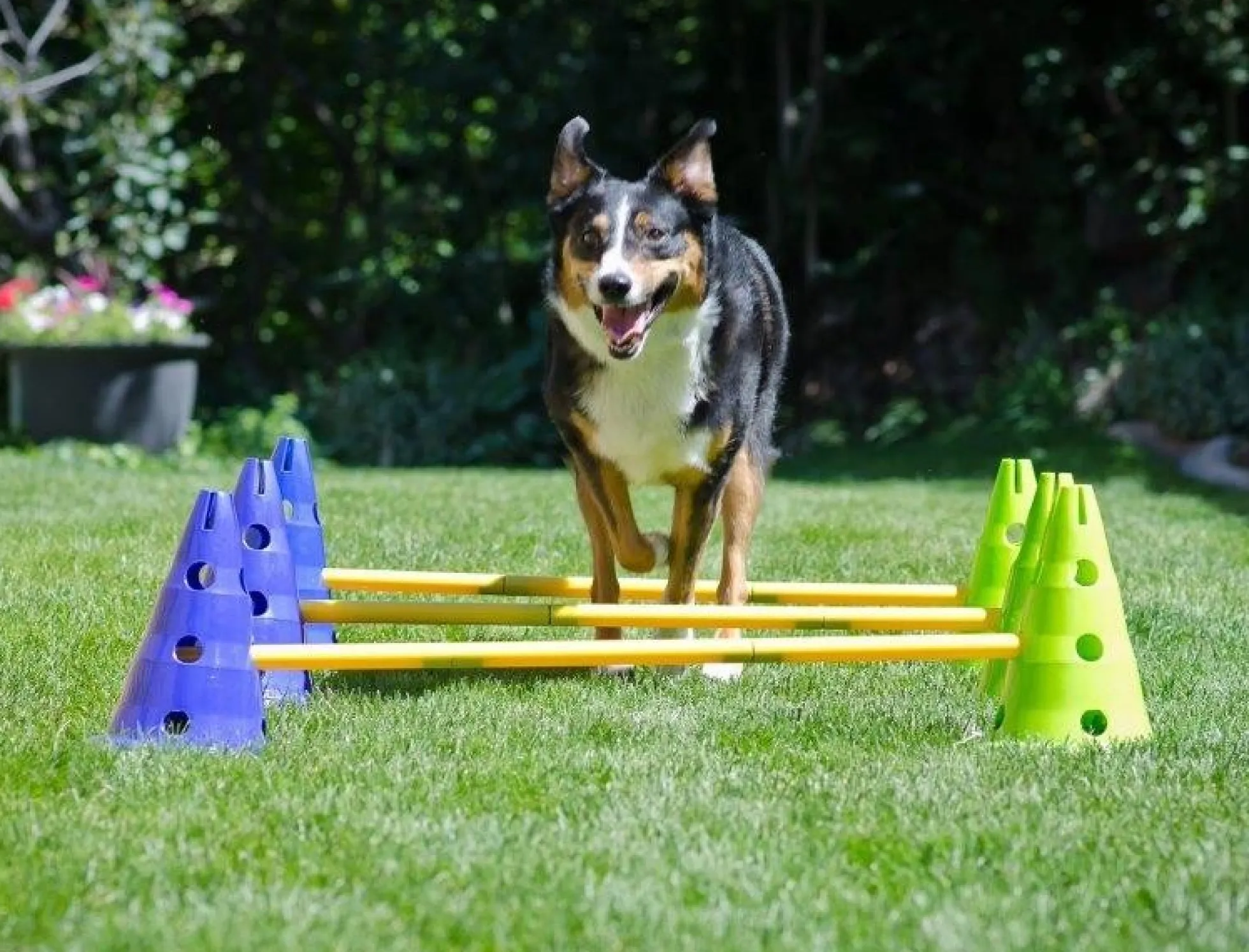 FitPAWS CanineGym Agility set