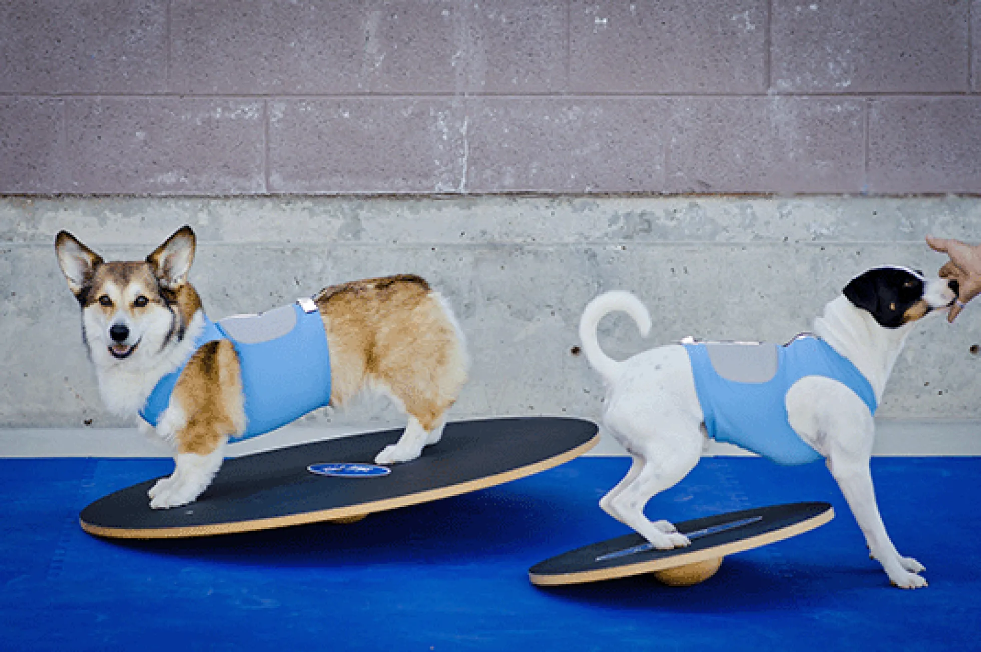 FitPAWS 50 cm Wobble Board (VP)