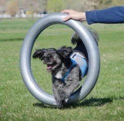 FitPAWS Donut Holder