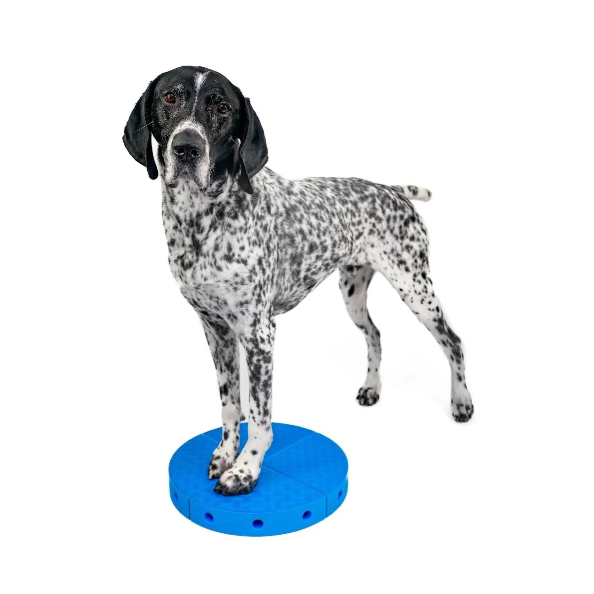 FitPAWS FitKinect 360