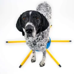 FitPAWS FitKinect 360