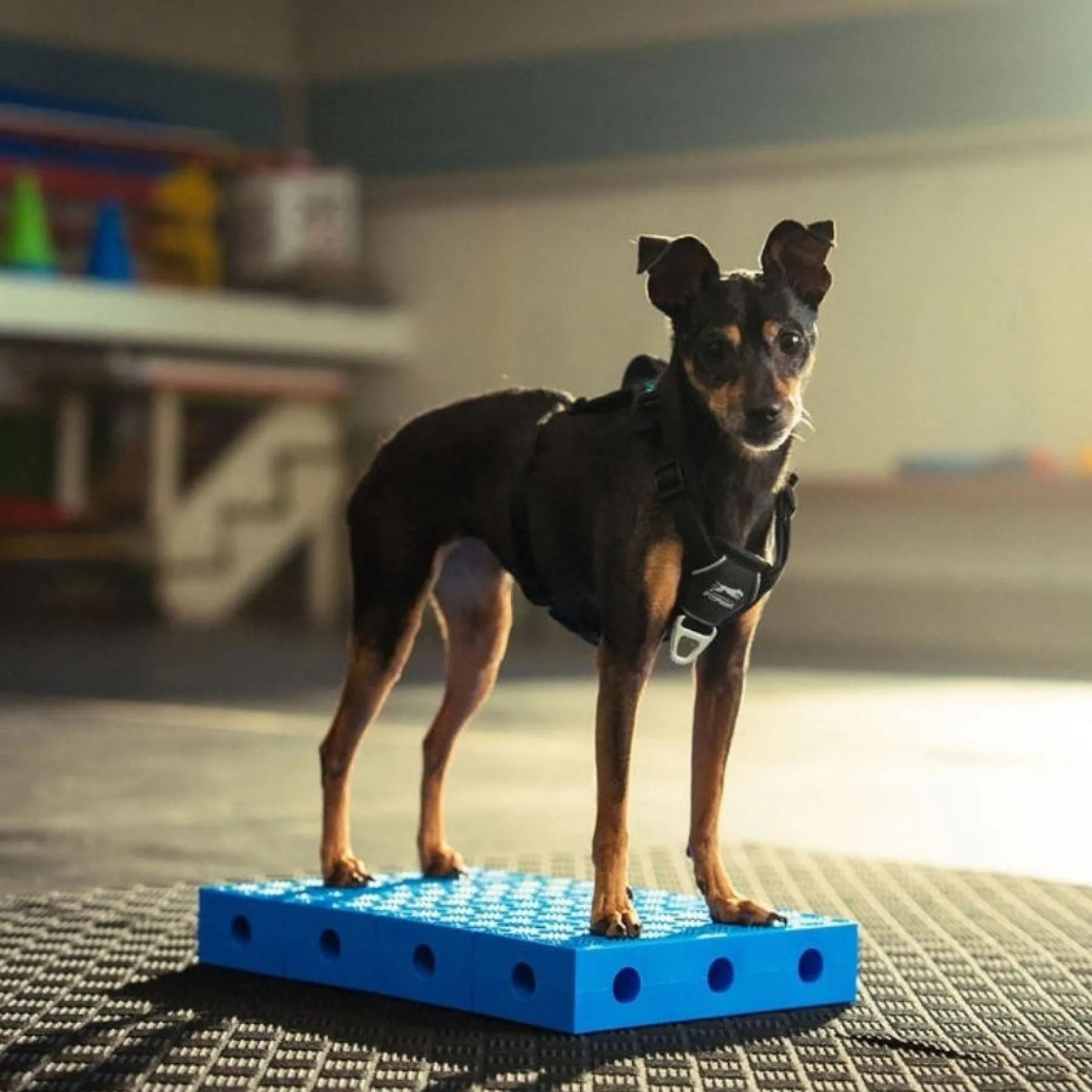 FitPaws FitKinect Upgrade Kit - Rechthoek
