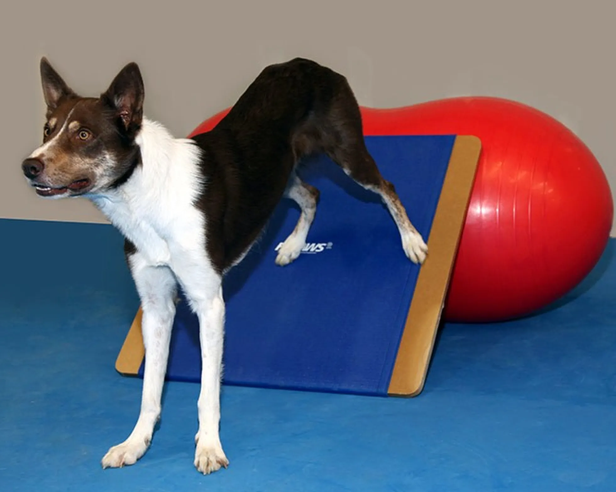 FitPAWS Giant Rocker Board