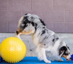 FitPAWS Peanut Yellow trax
