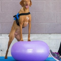 FitPAWS Trax Donut Purple