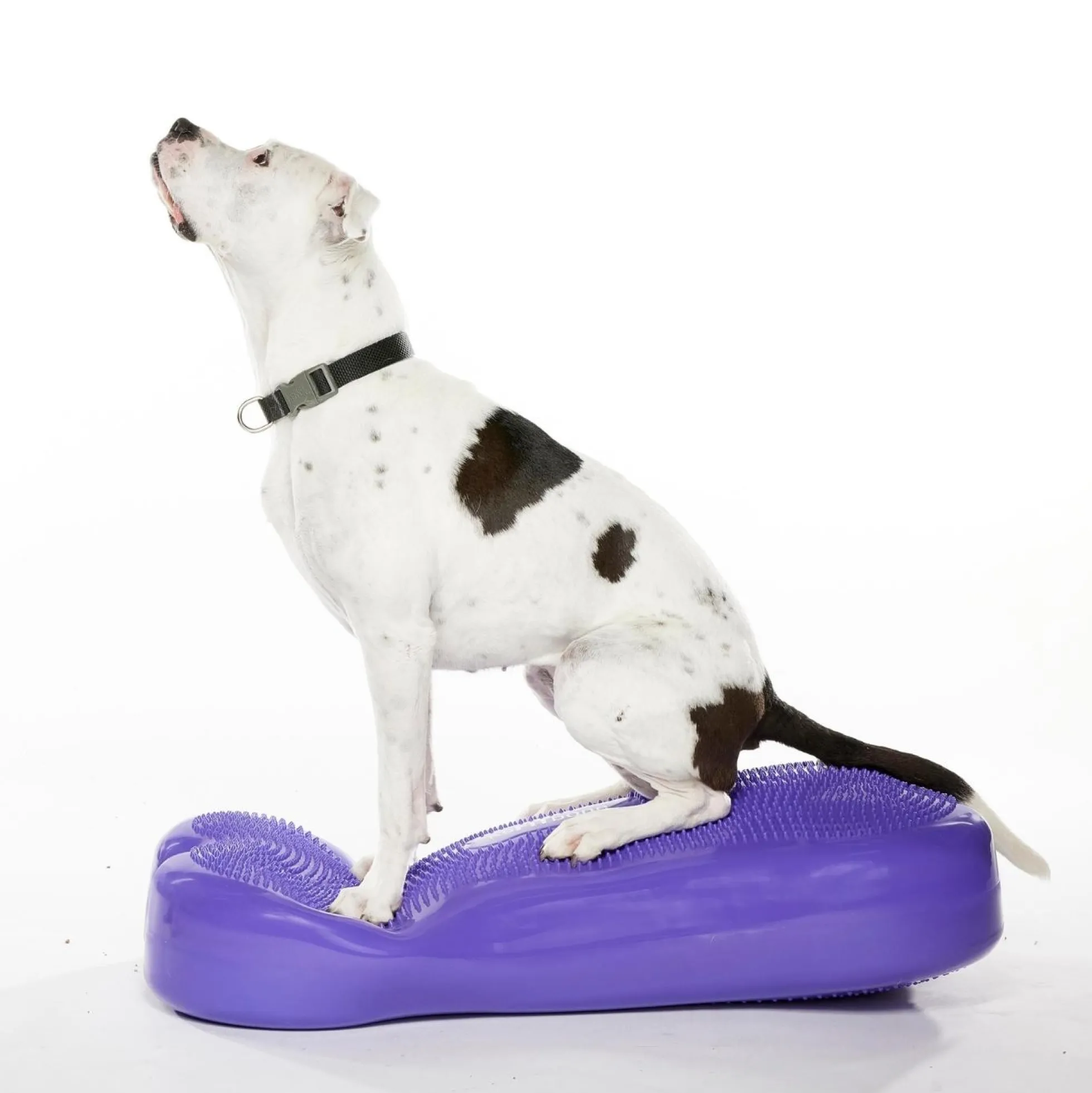 Giant K9Fitbone