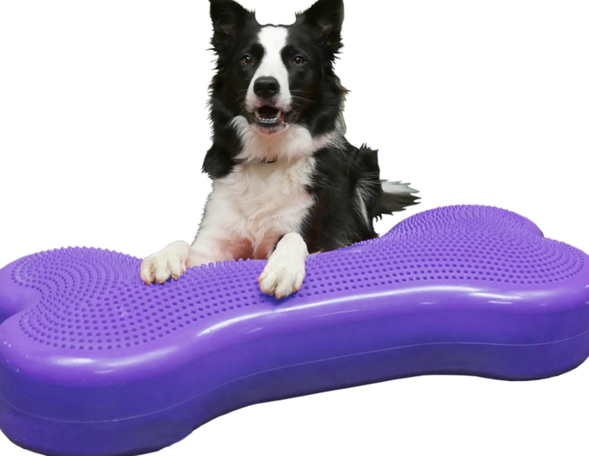 Giant K9Fitbone
