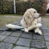 Hondenknuffel Dog Deer XXL