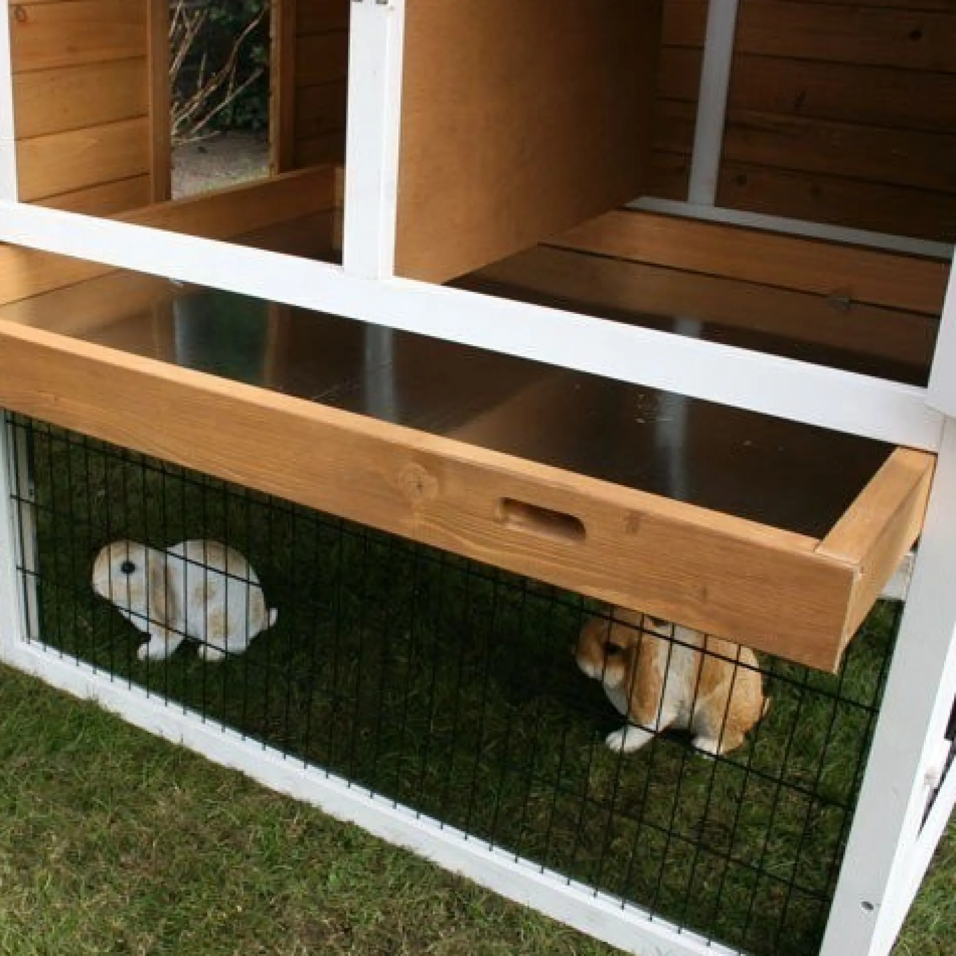 Konijnenhok Belize Duo met ren