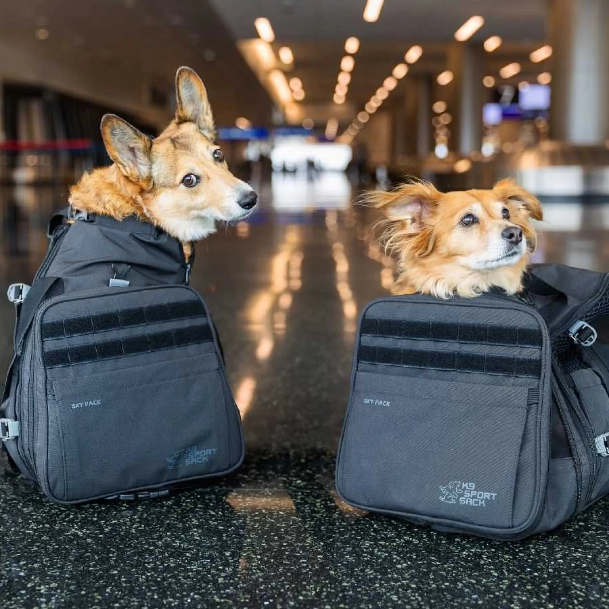 K9 Sport Sack® Skypack