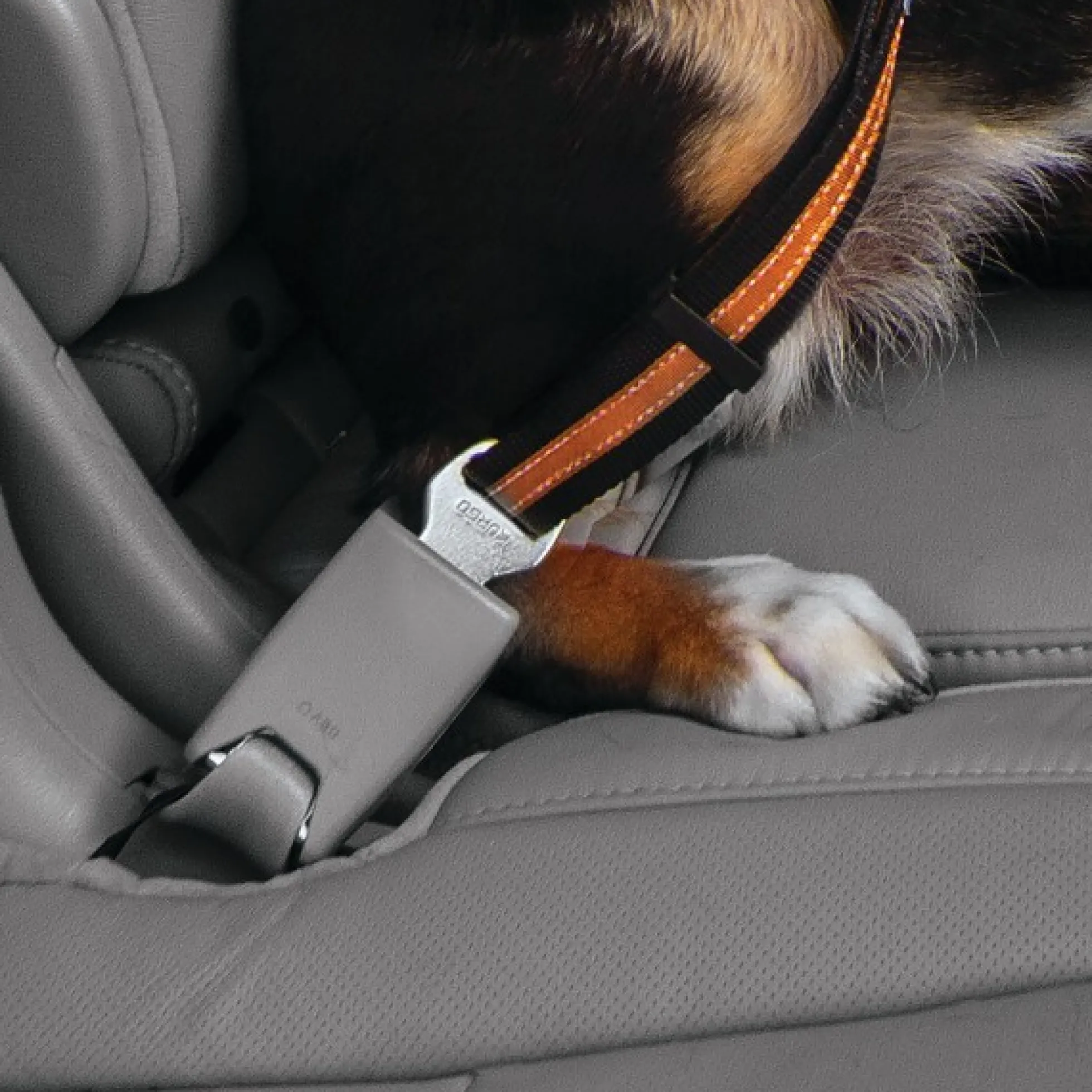 Kurgo Direct to Seatbelt Autogordel Oranje