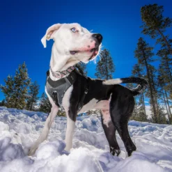Kurgo Journey Air Harness