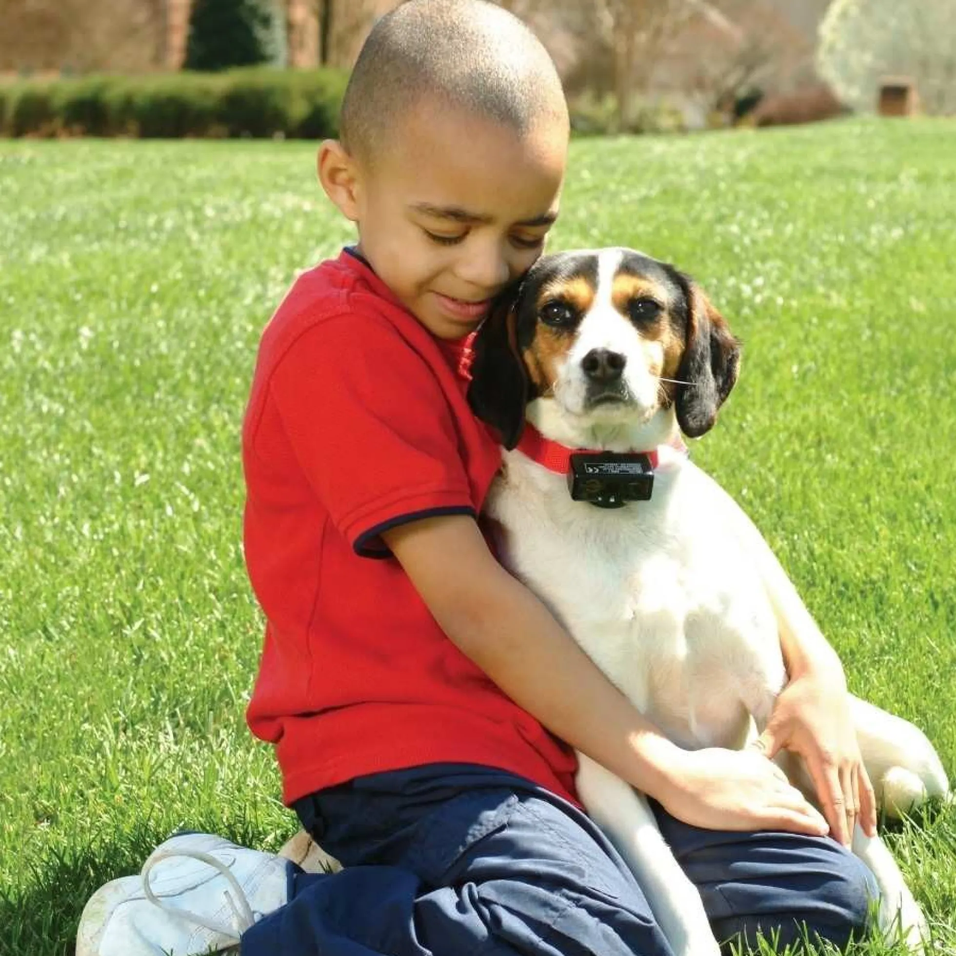 PetSafe Blafband Hond