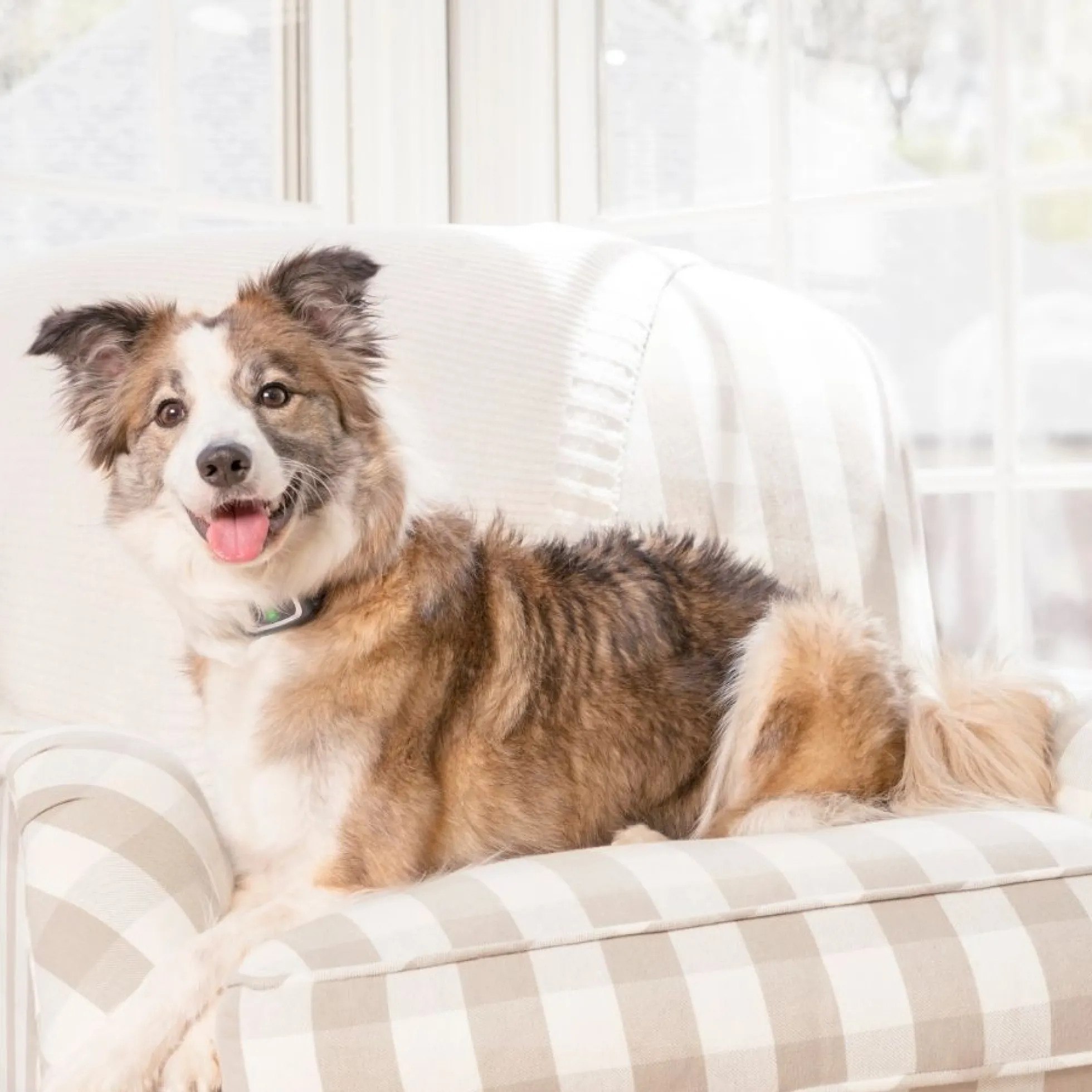 PetSafe Blafband met Spray