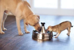 Petsafe Drinkwell 360 Drinkfontein roestvrijstaal