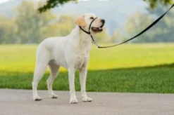 Petsafe Easy Walk Headcollar