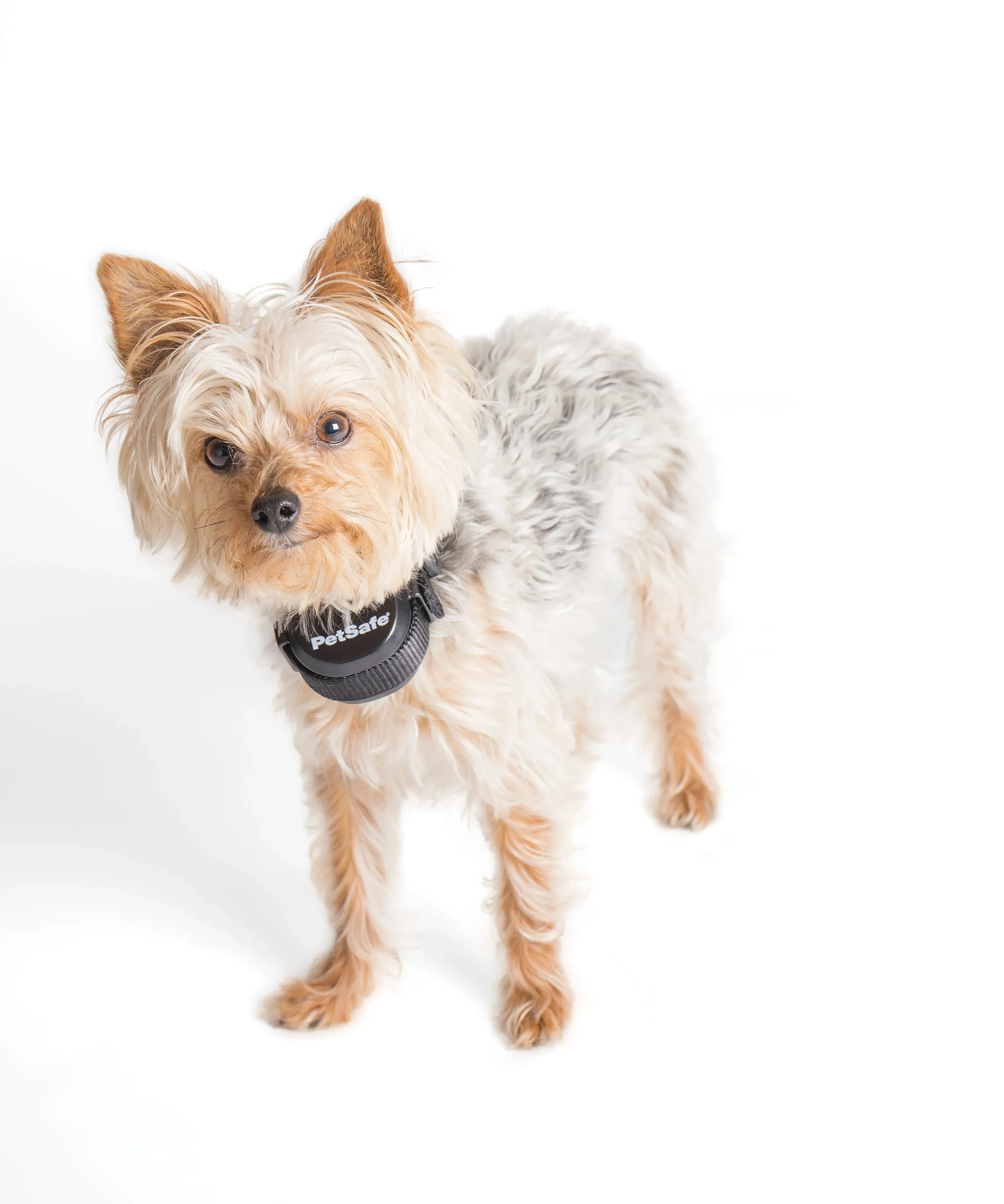 PetSafe Extra Oplaadbare Ontvangerhalsband voor Draadloze Omheiningssystemen