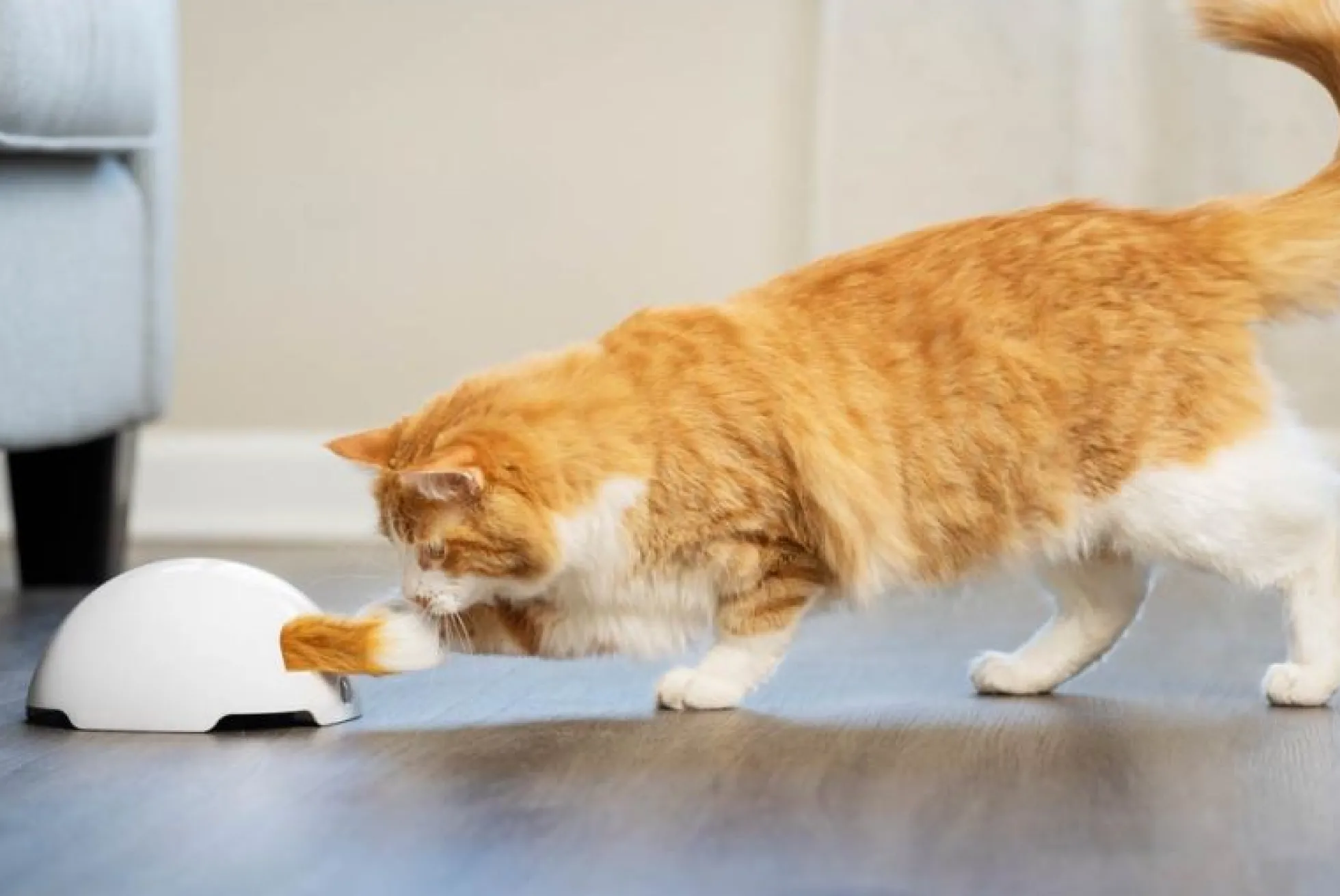 Petsafe Frolicat Vossenstaart