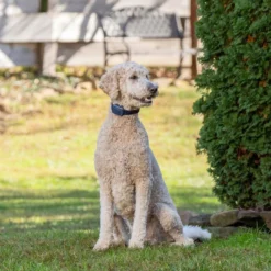 PetSafe Hondentrainer Basic met Afstandsbediening