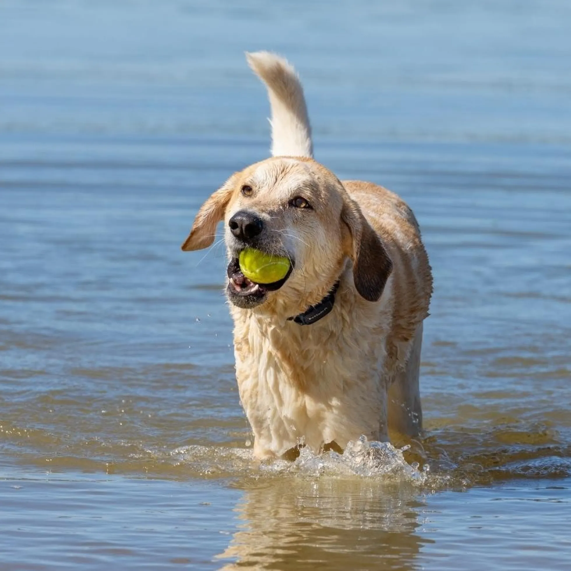 PetSafe Hondentrainer Pro met Afstandsbediening