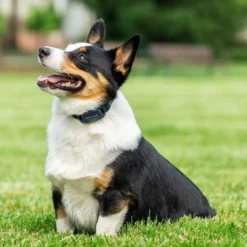 PetSafe Hondentrainer Pro met Afstandsbediening