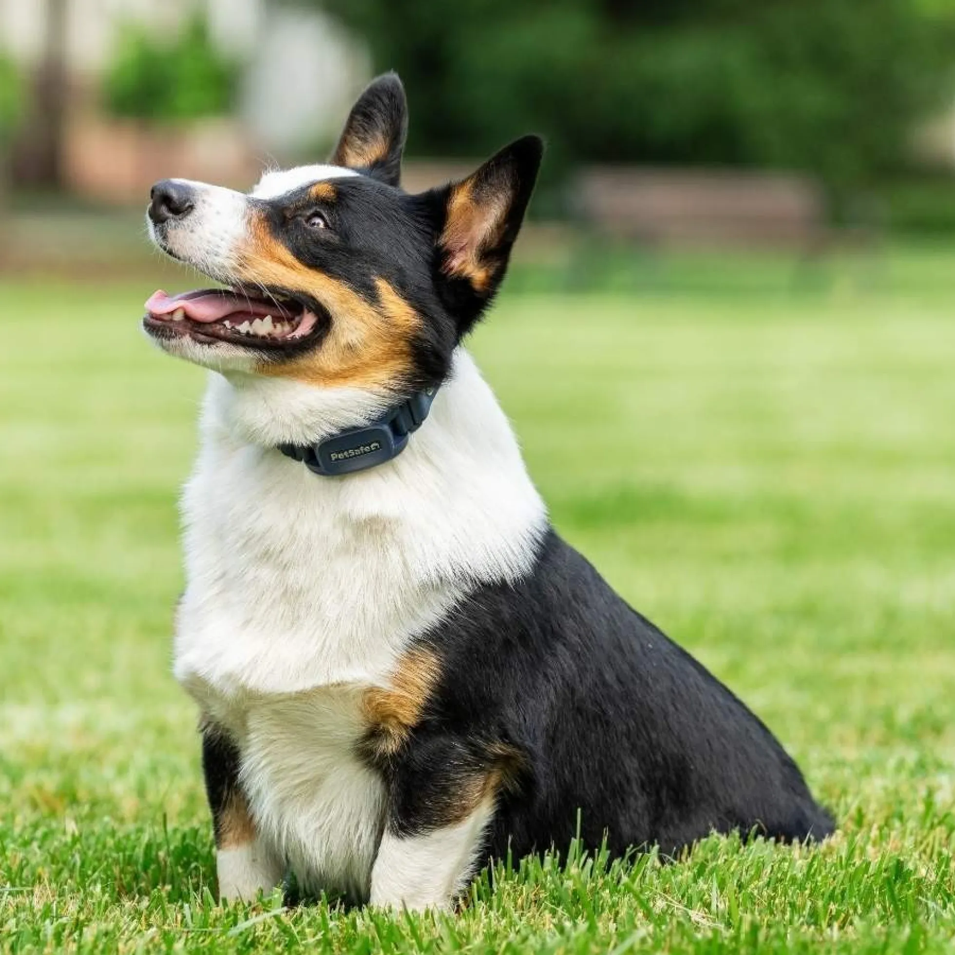 PetSafe Hondentrainer Pro met Afstandsbediening