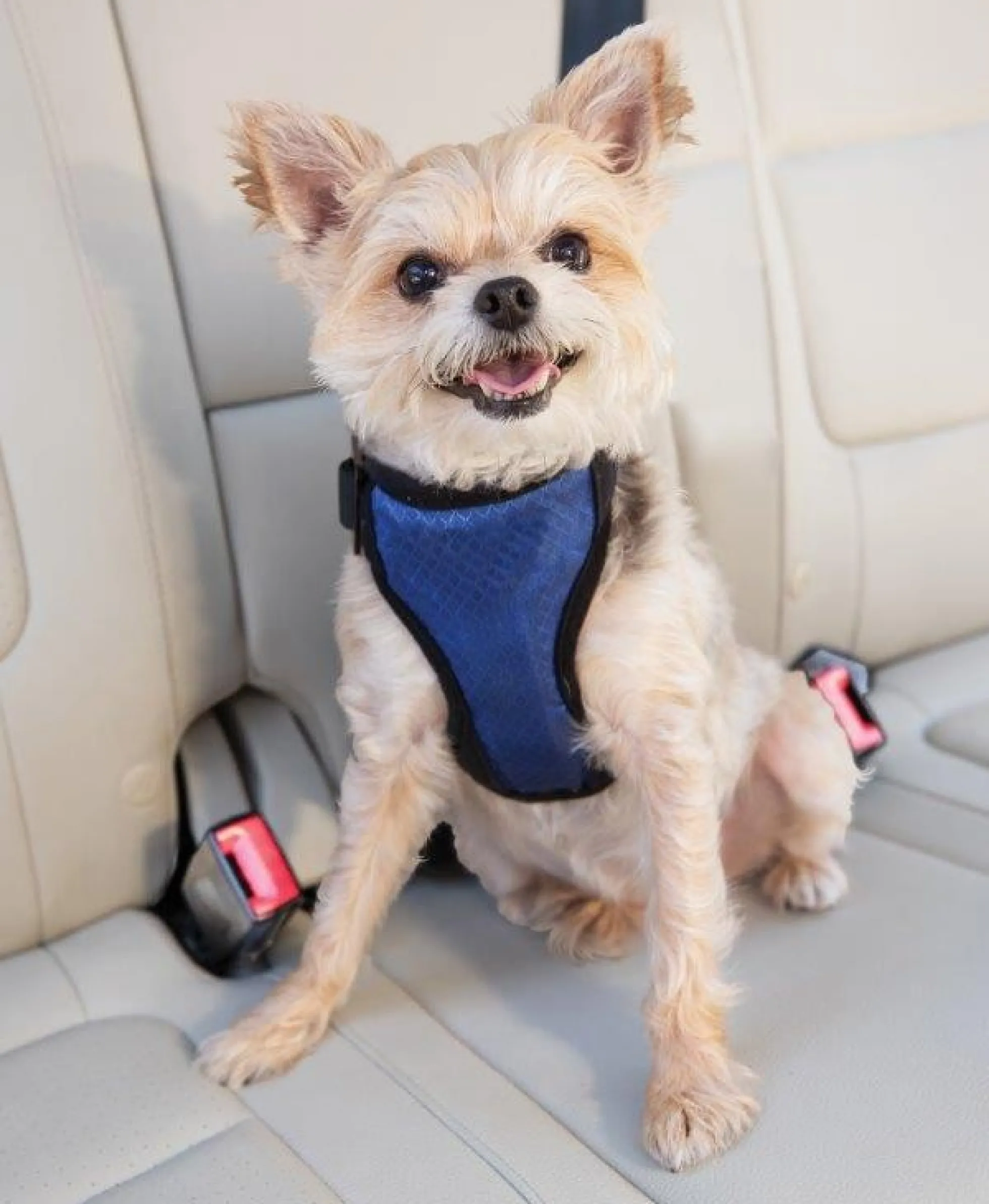 Petsafe Honderharnas DeLuxe Safety