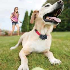 PetSafe In-Ground Fence Onzichtbare Omheining Middelgrote Honden
