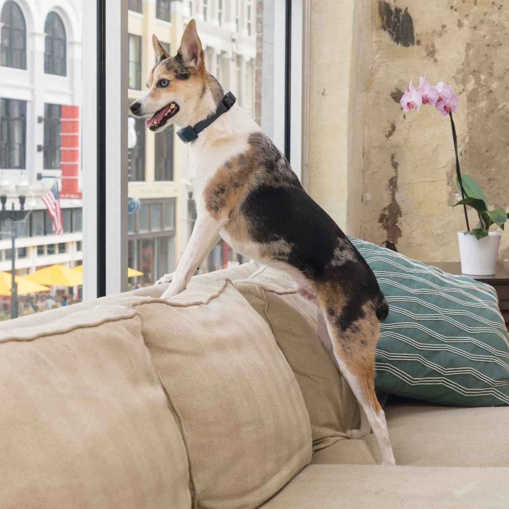 PetSafe Oplaadbare Blafband