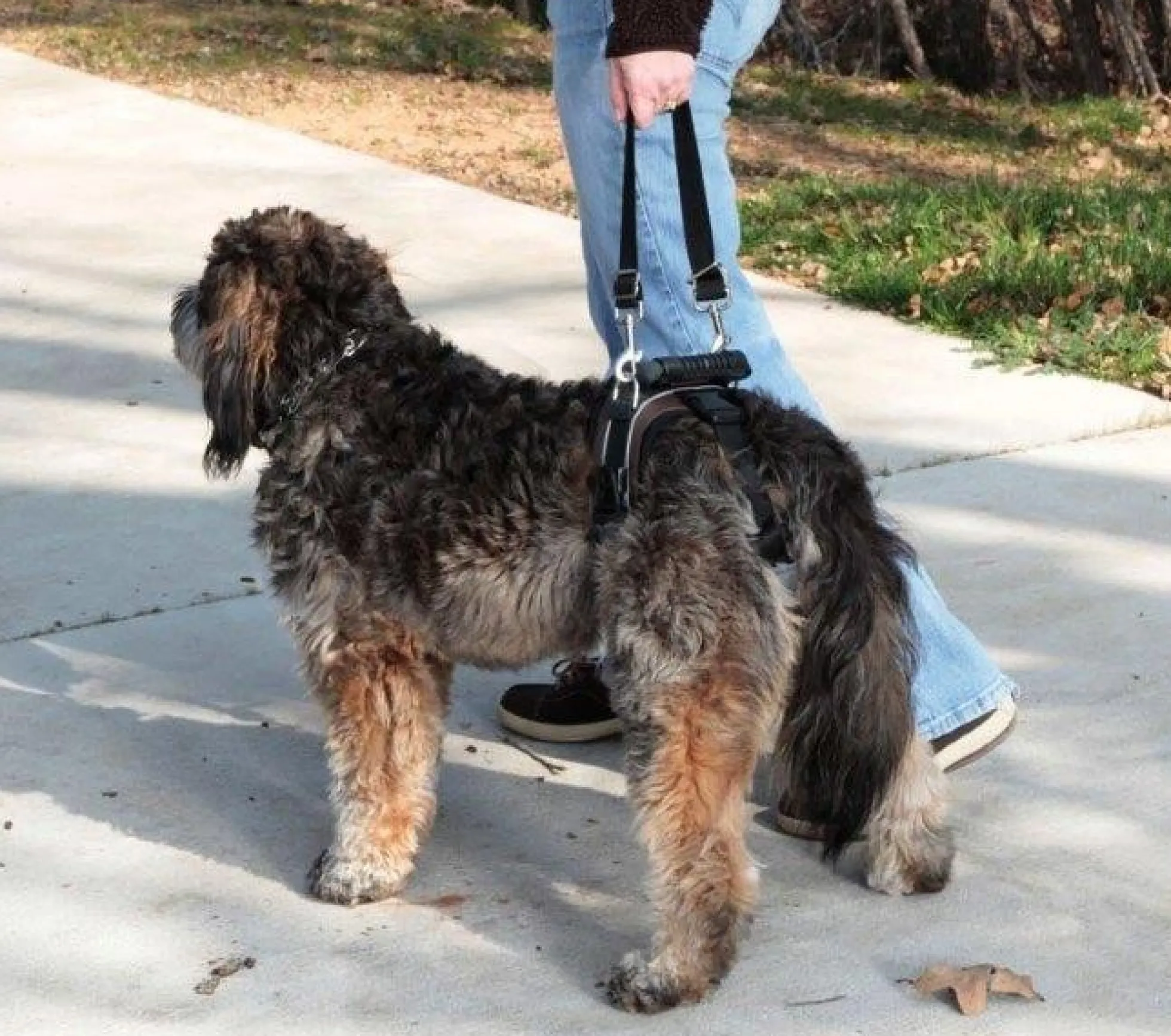 Petsafe Rear Support Harness - Carelift voor achterhand