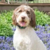 Petsafe Waterdichte Blafband