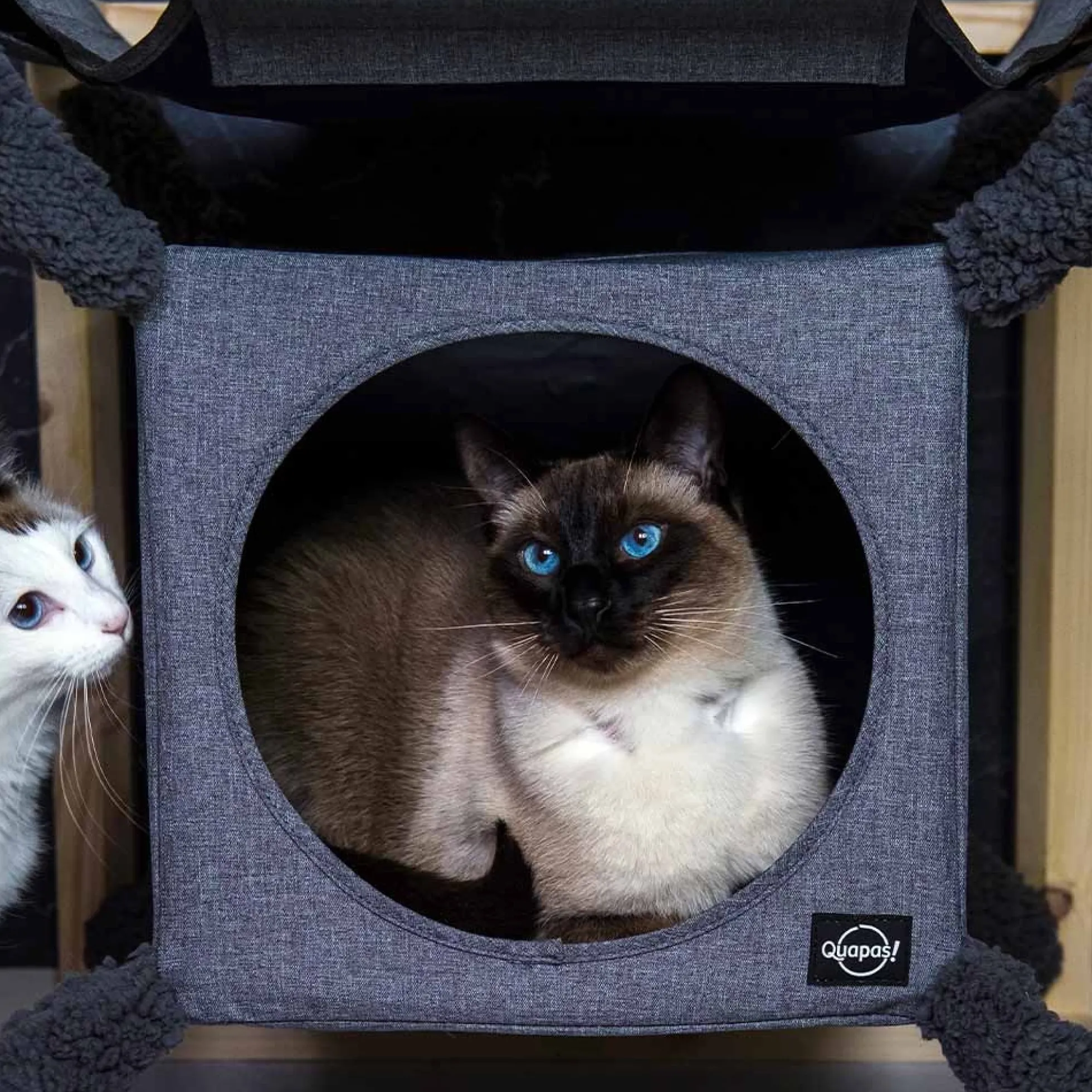 Quapas! Catcube Grijs M