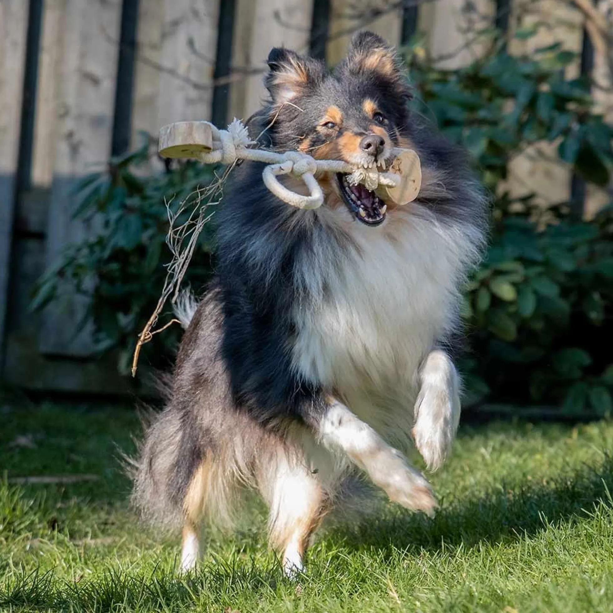 Quapas! Dog Toy Coffeewood Bouncy