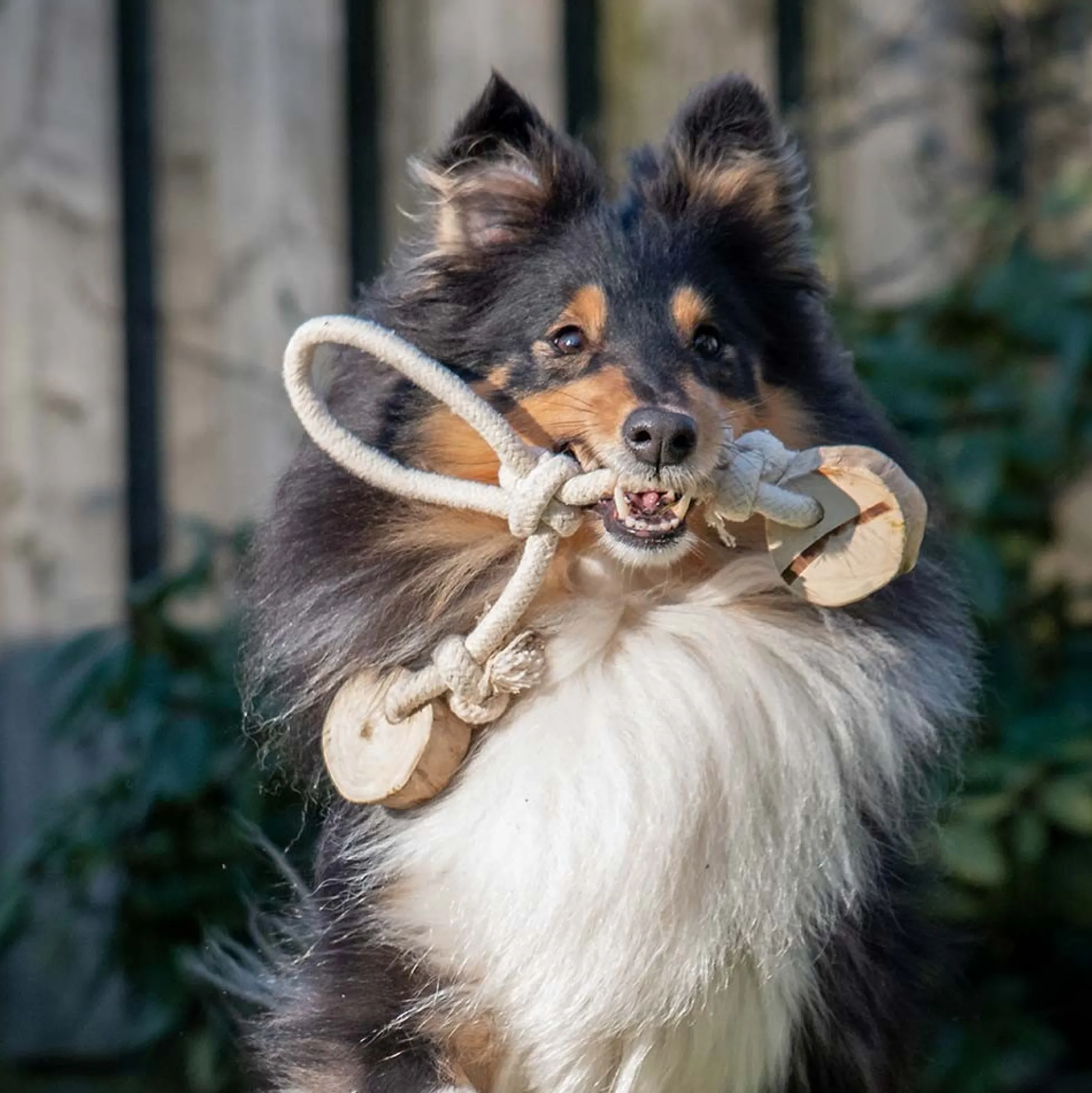 Quapas! Dog Toy Coffeewood Bouncy