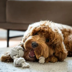 Quapas! Dog Toy Coffeewood Tripple