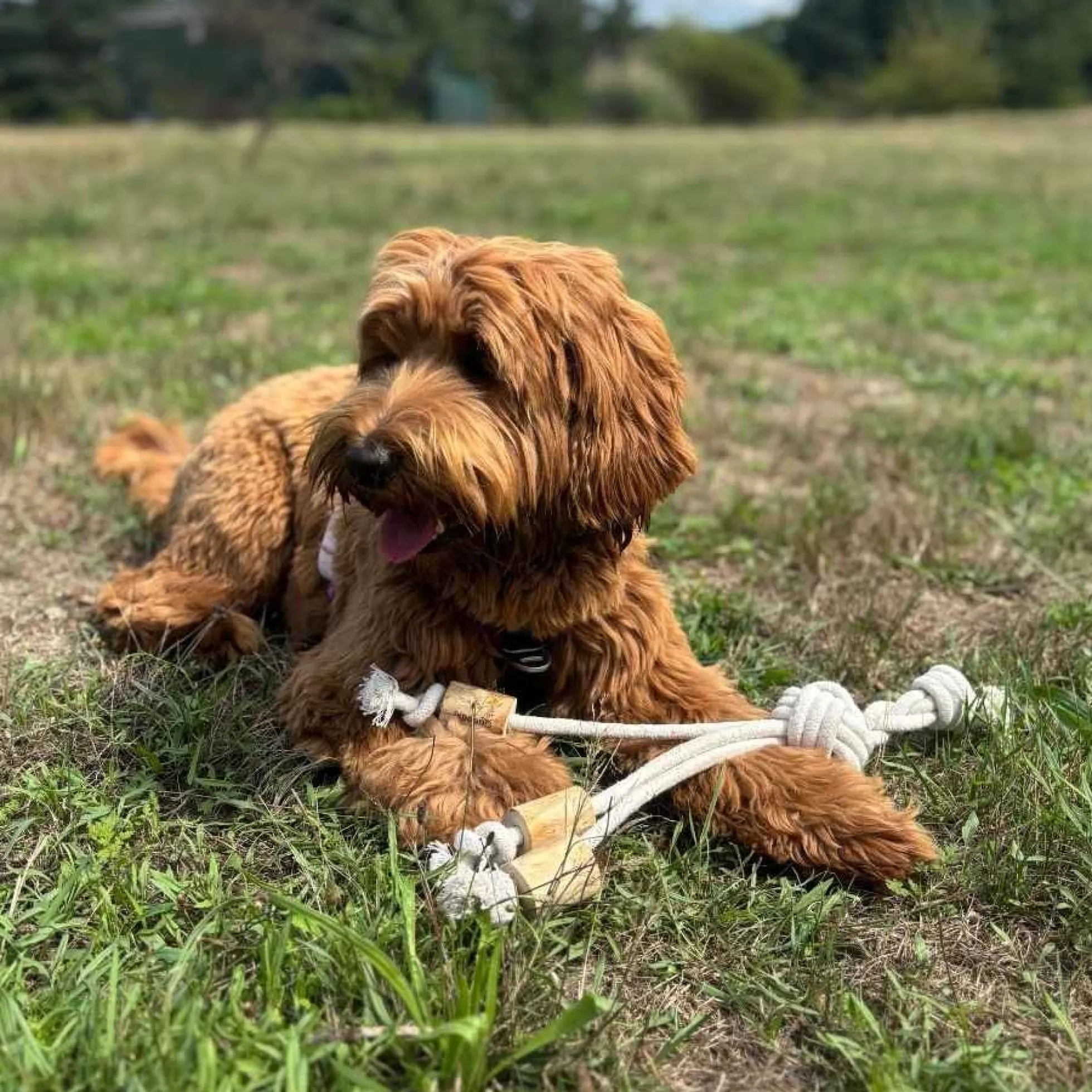 Quapas! Dog Toy Coffeewood Tripple