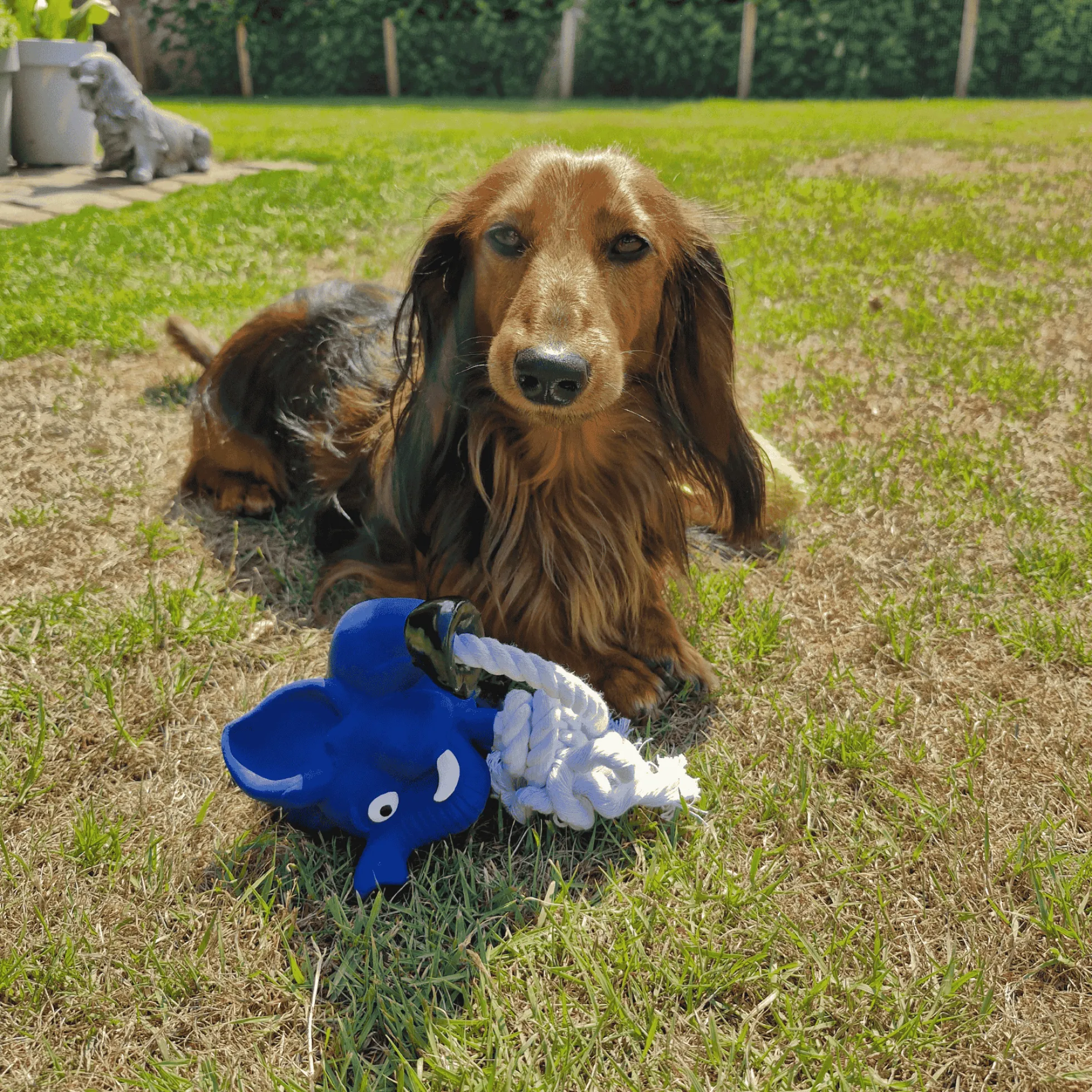 Quapas! Dog Toy Fun Elephant with rope
