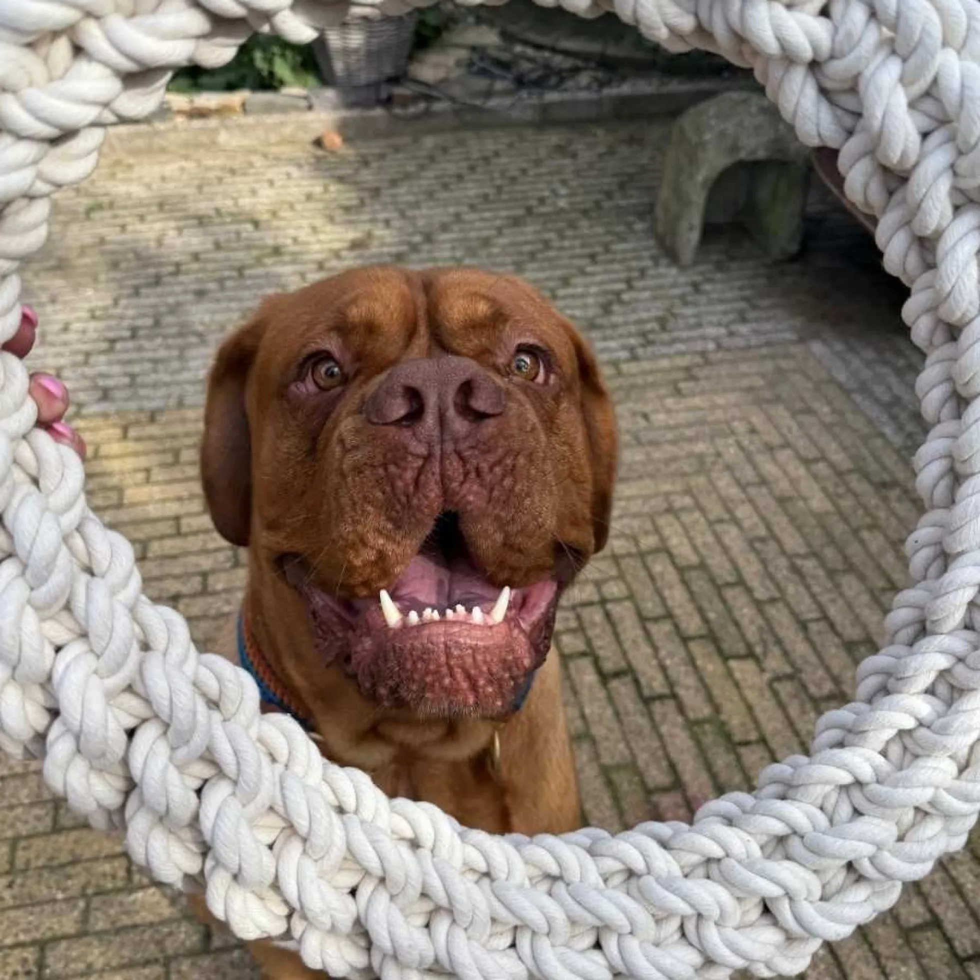 Quapas! Dog Toy Rope L Round