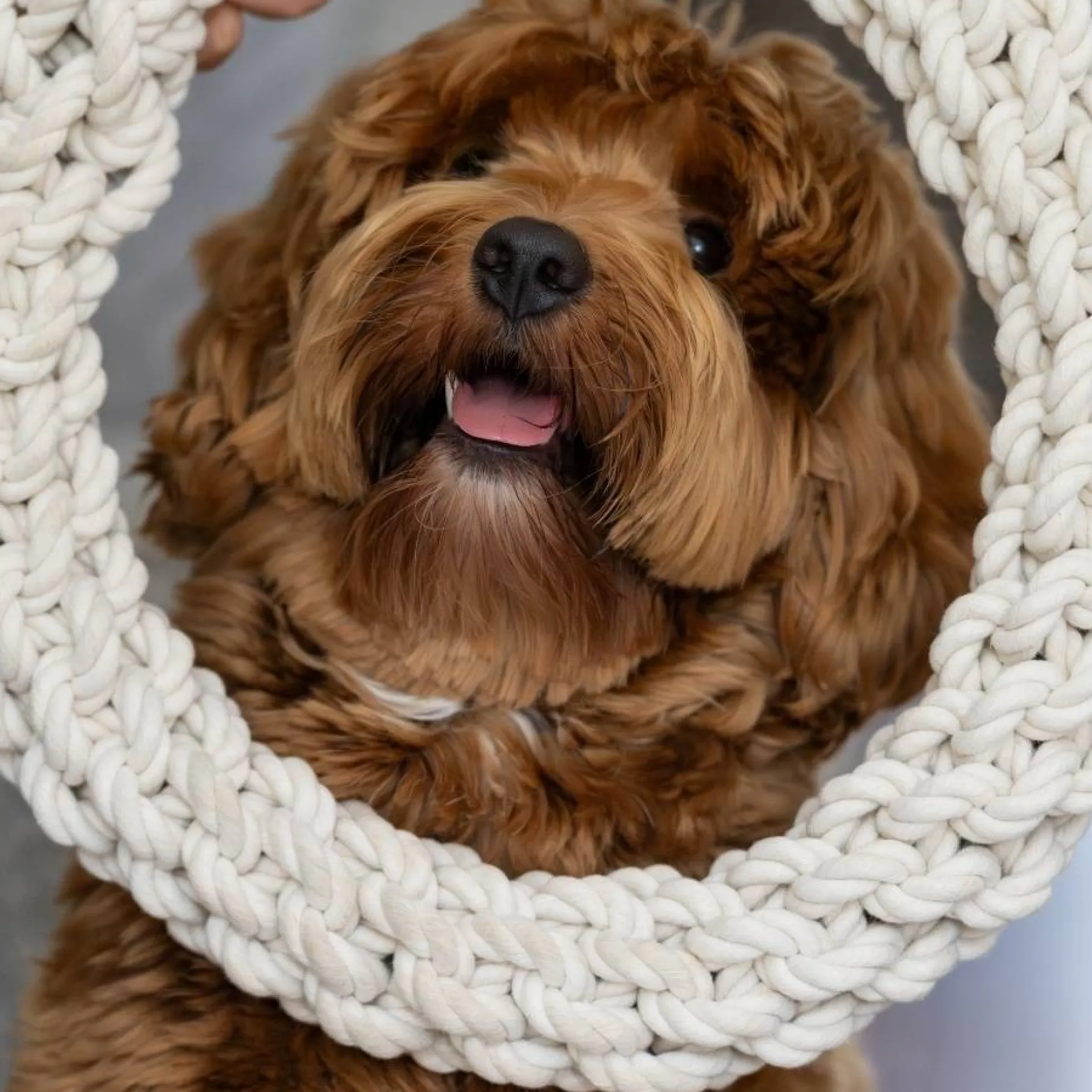 Quapas! Dog Toy Rope L Round