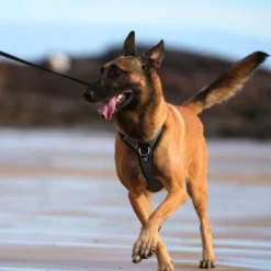 Quapas! Hondentuig Reflective
