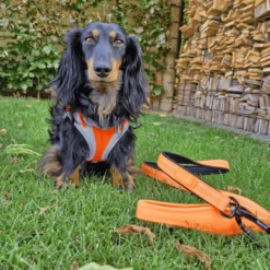 Quapas! Padded Reflective Hondenriem Oranje