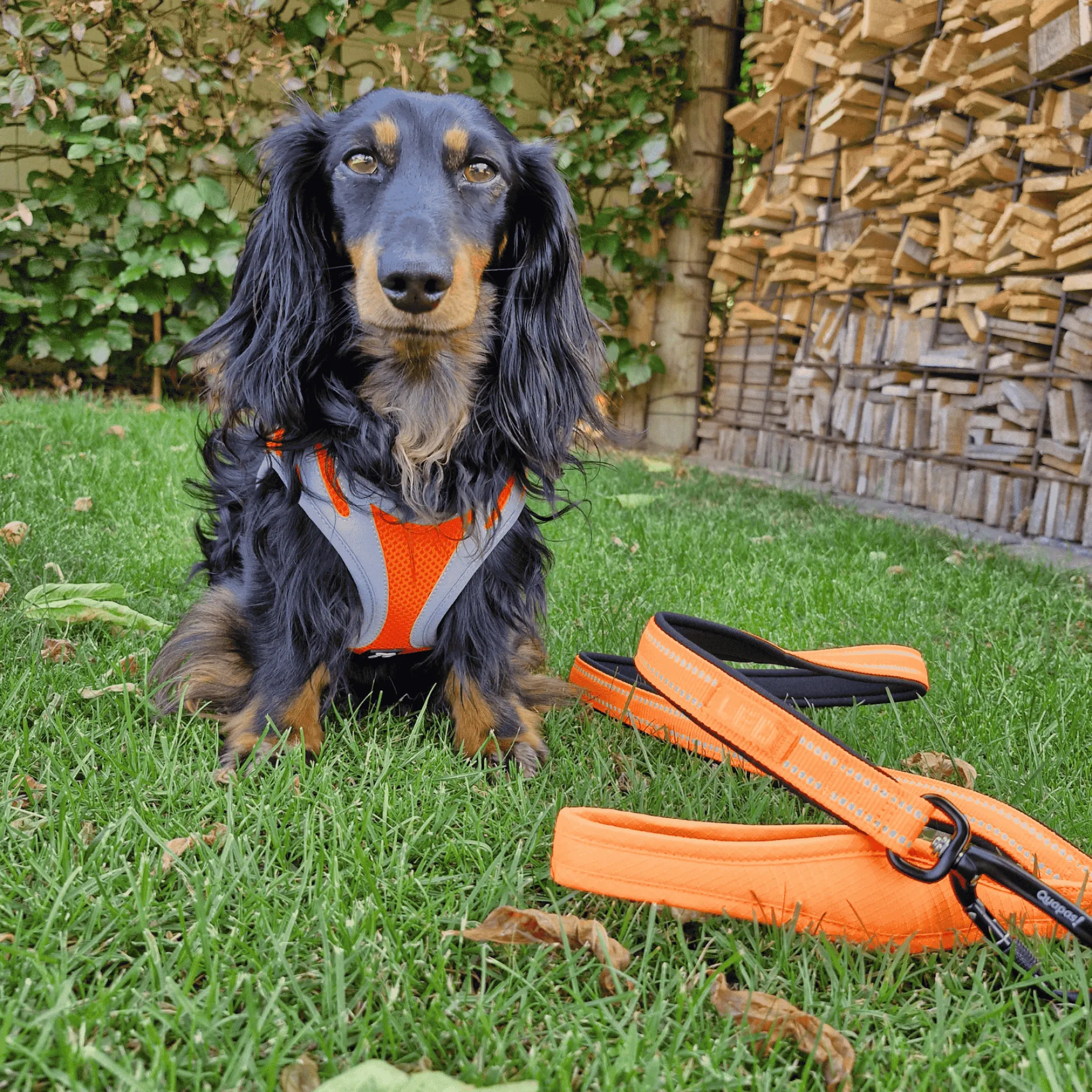 Quapas! Padded Reflective Hondenriem Oranje