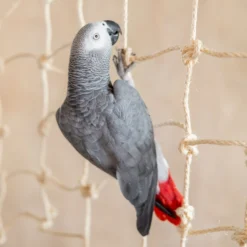 Quapas! Vogelseelgoed Klimnet