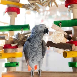 Quapas! Vogelspeelgoed Fun Swing Large