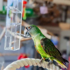 Quapas! Vogelspeeltje Domino L